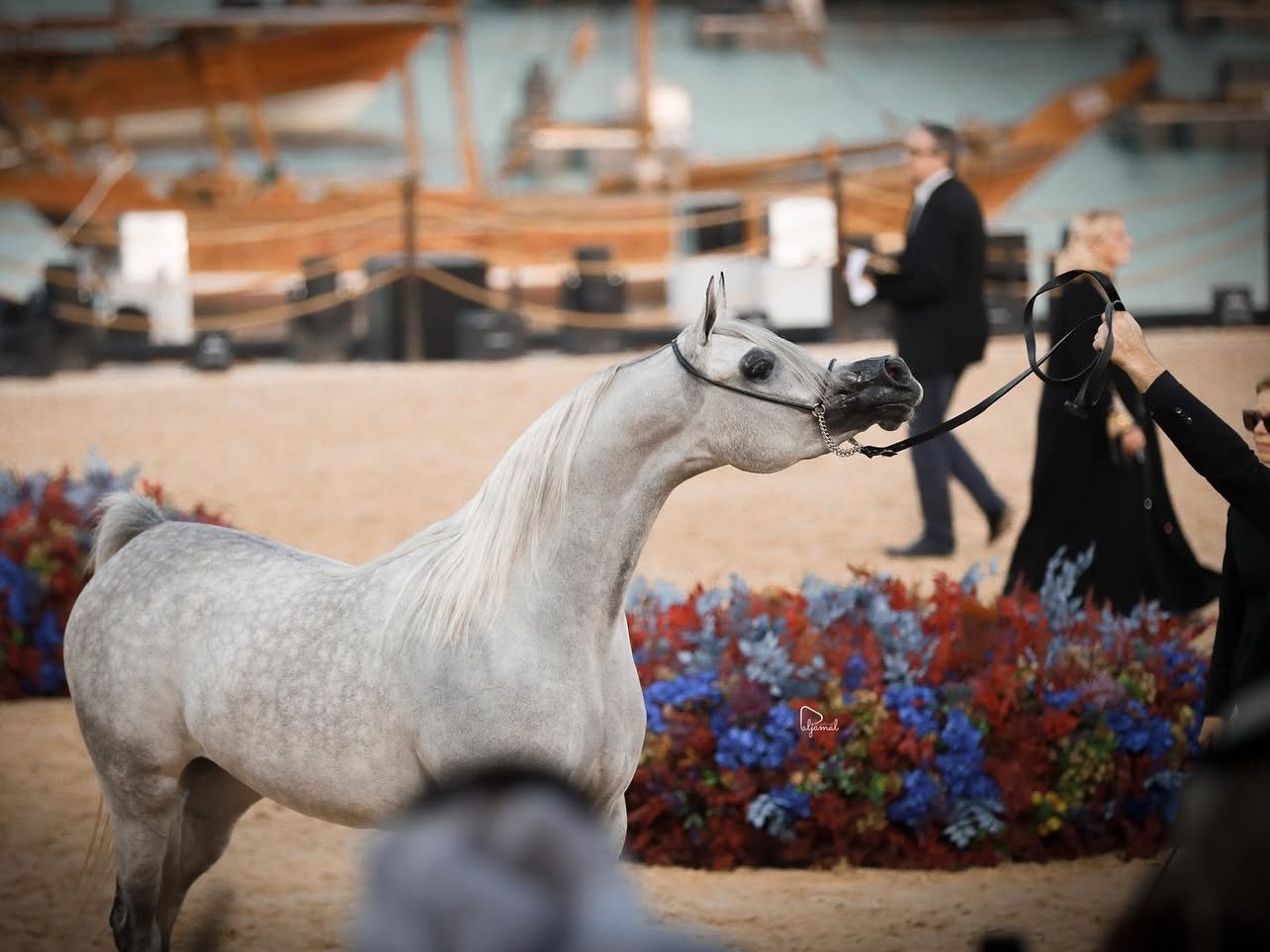 Aj Kaya - Katara - Qatar