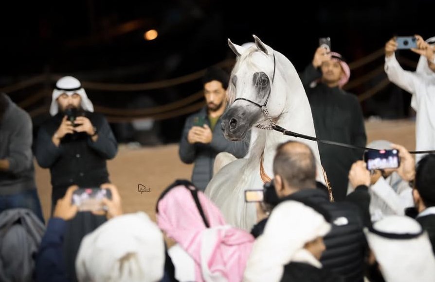 Ammar - Katara - Qatar