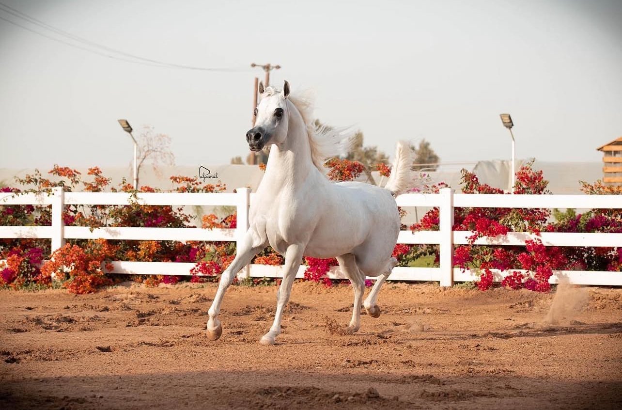 Ammar - Abdali - Kuwait