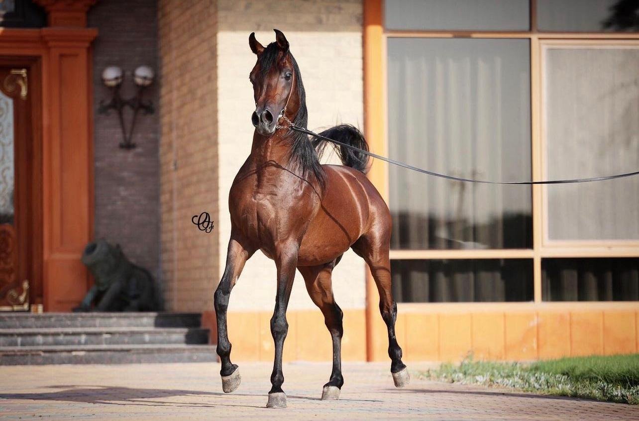 Ezzai Arabian - Wafraa - Kuwait