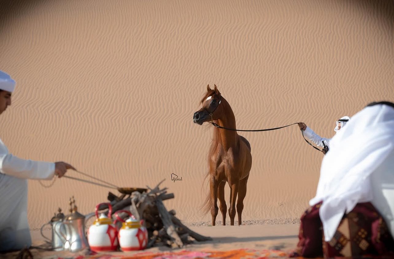 D Asali - Abdali Desert - Kuwait