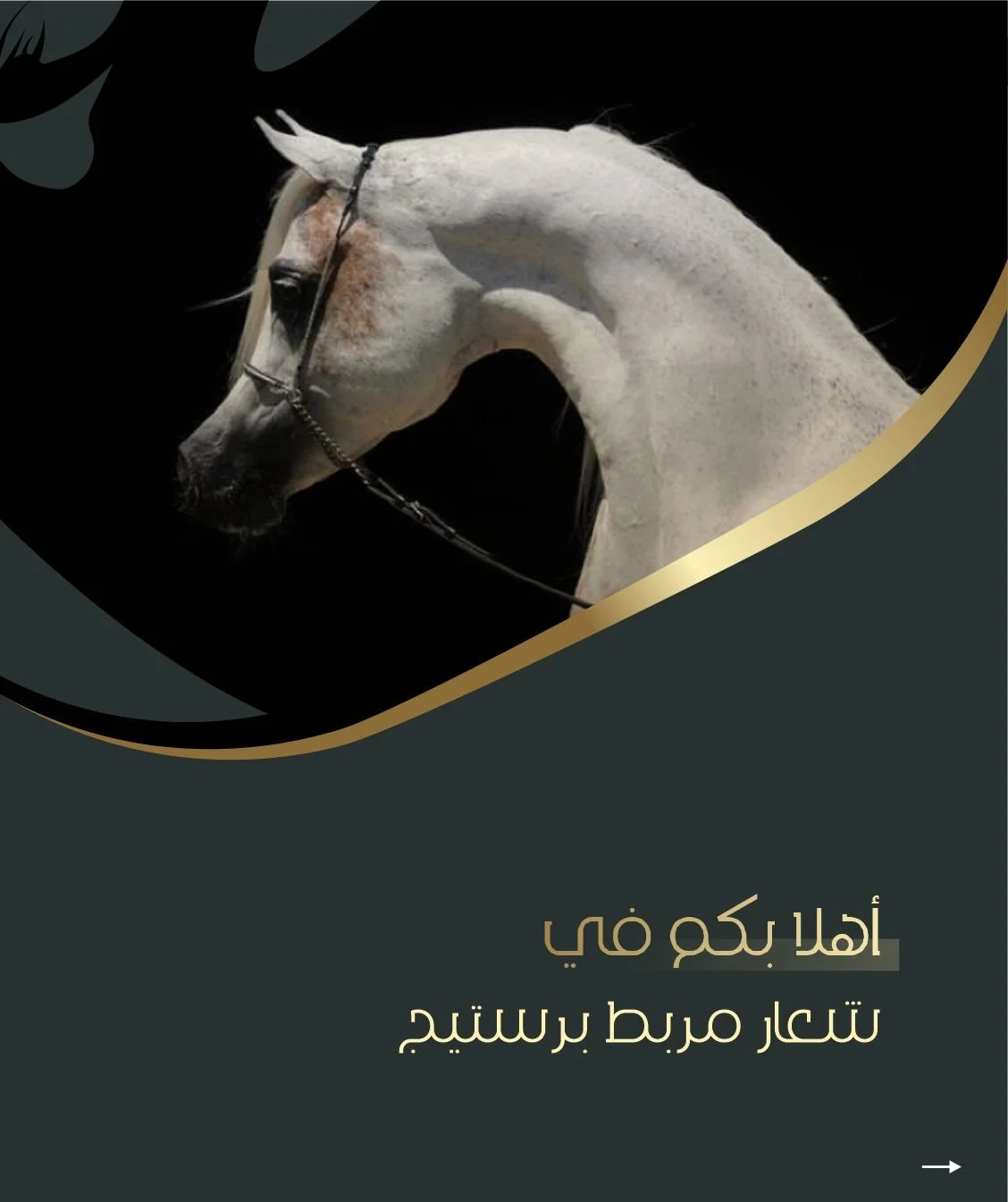 Prestige stud LOGO