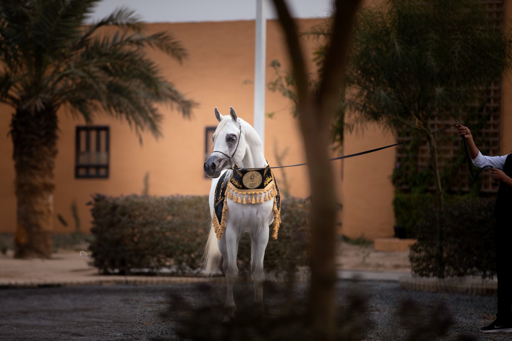 Dollar Al Remas - Wafraa - Kuwait