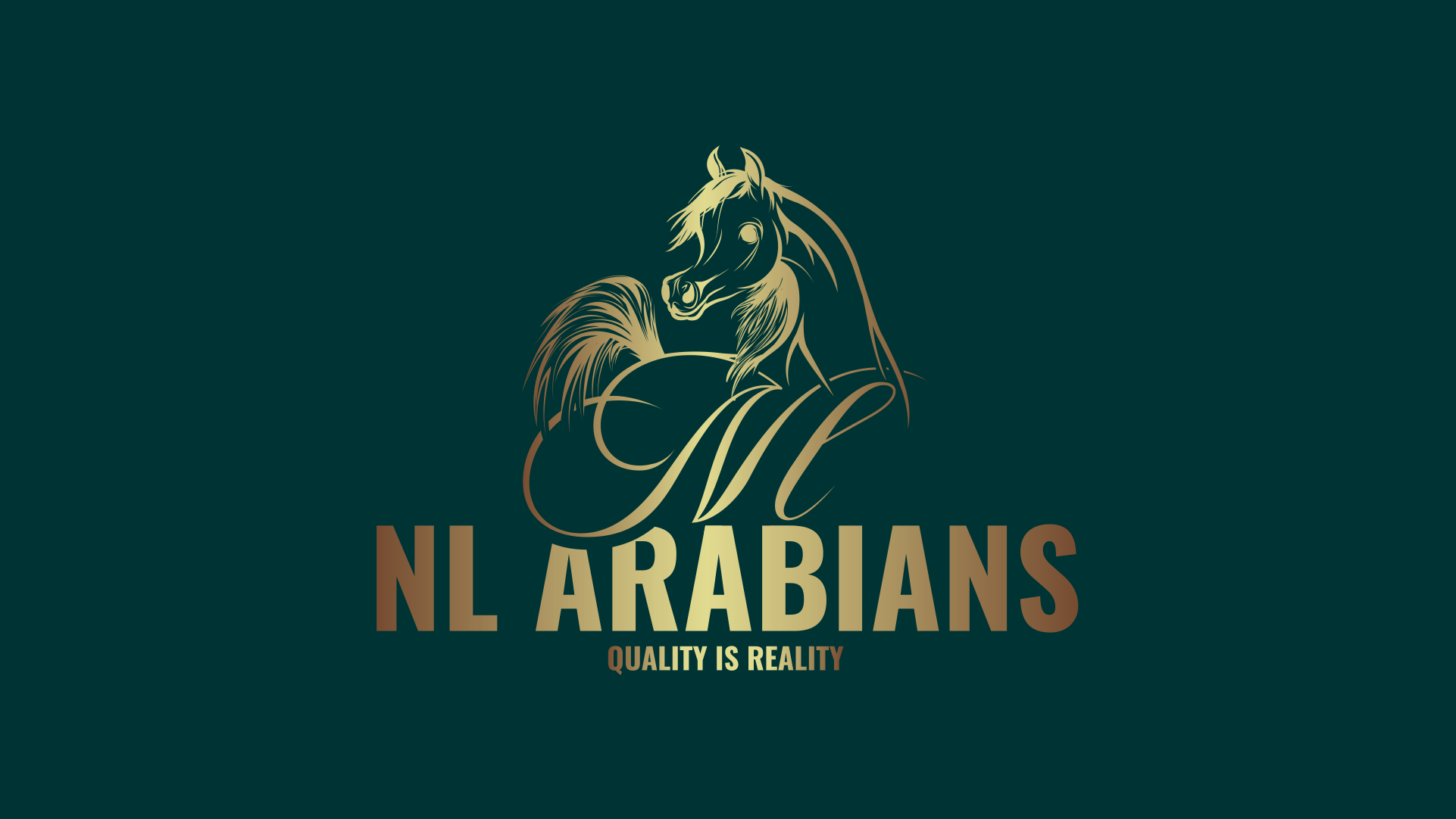 NL ARABIAN STUD LOGO