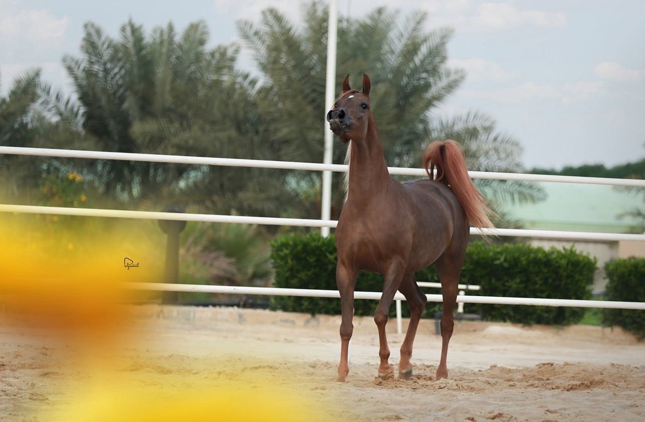 BHR TC - Wafraa - Kuwait